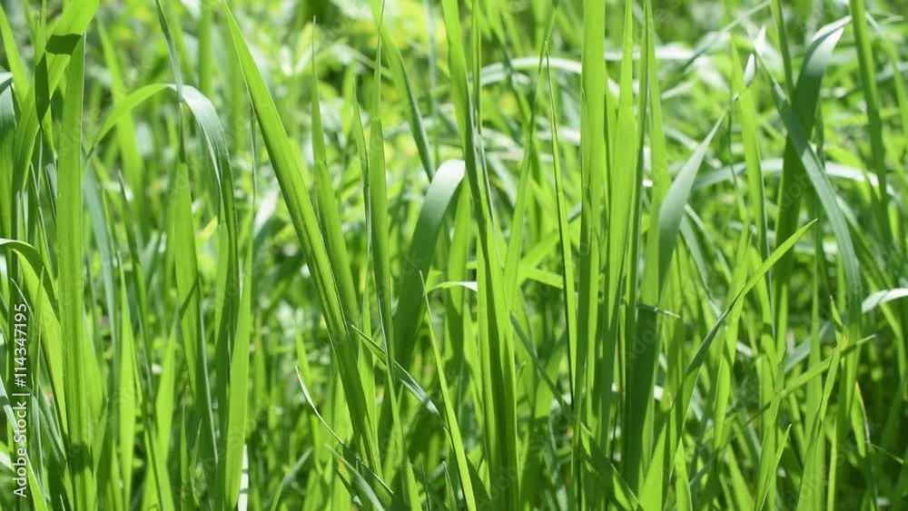 Vibrant lush green grass swaying in wind and filling the frame on a sunny day Vibrant lush green grass swaying in wind and filling the frame on a sunny day