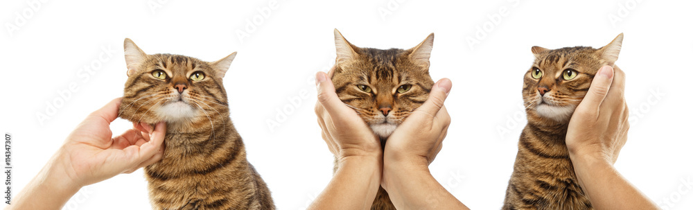 Different poses of striped cat isolated on white background
