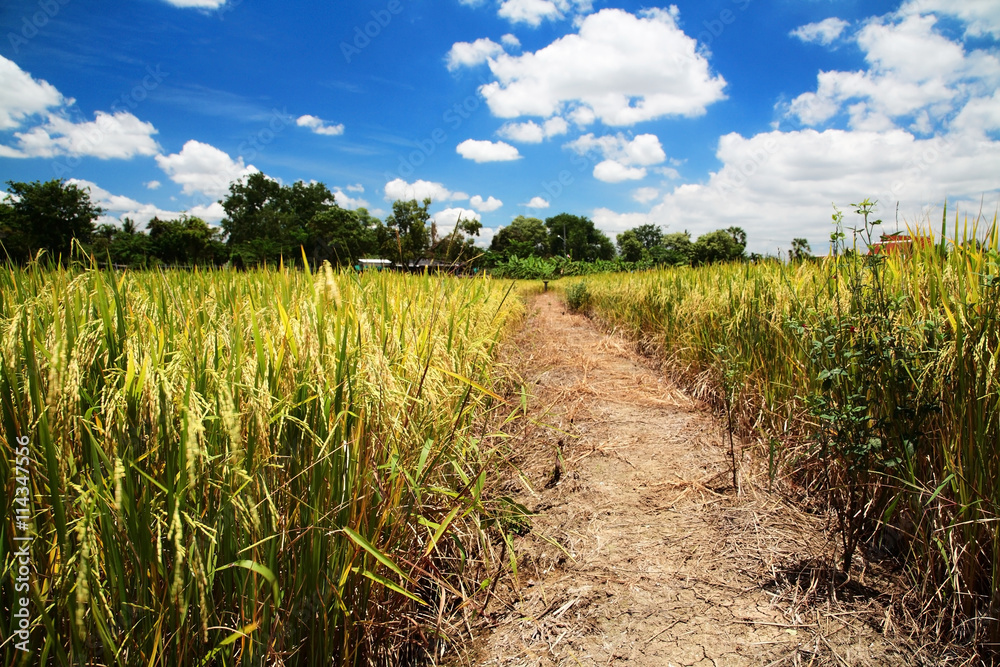Fototapeta premium paddy field field at harvest