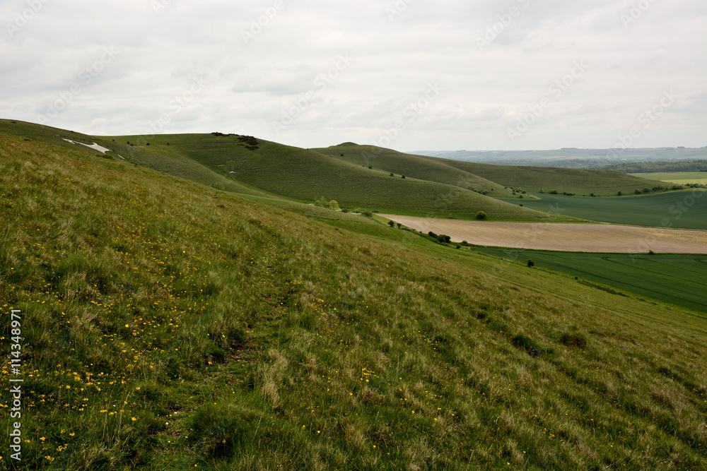 Pewsey Downs National Nature Reserve. British grassland on the Marlborough Downs overlooking the Vale of Pewsey, in Wiltshire, England