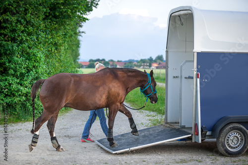 Pferd verladen zum Transport