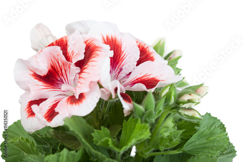 Fototapeta Naklejka Na Ścianę i Meble -  Bicolor geranium close up on a white background