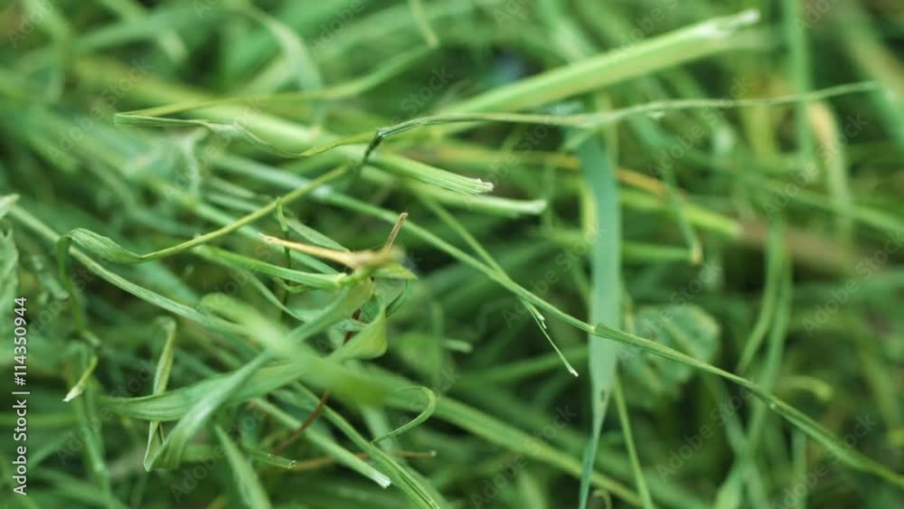 4k video - Extreme closeup shot of cut grass leaves and stalks with selective focus shifting from foreground to background. 4k video - Extreme closeup shot of cut grass leaves and stalks with selective focus shifting from foreground to background.