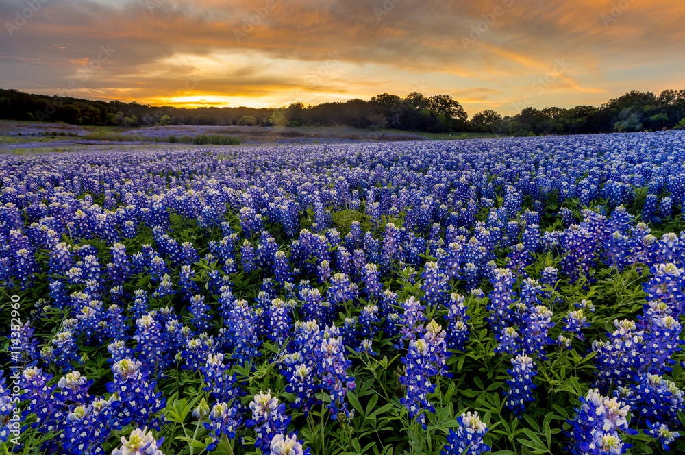 Naklejka premium Piękne pole Bluebonnets o zachodzie słońca w pobliżu Austin w Teksasie w spri