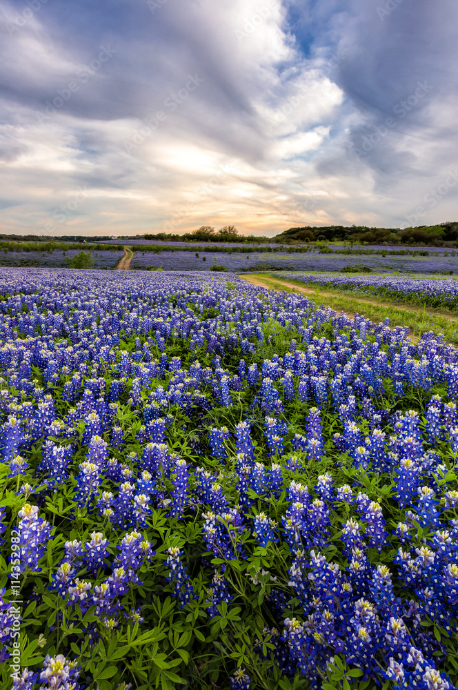 Beautiful Bluebonnets field at sunset near Austin, Texas.