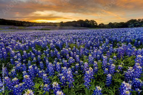 Beautiful Bluebonnets field at sunset near Austin  Texas in spri