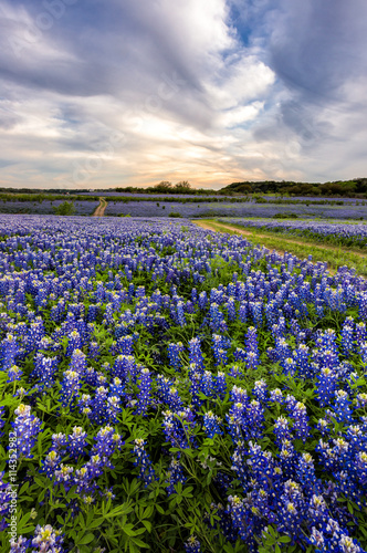 Beautiful Bluebonnets field at sunset near Austin, Texas.