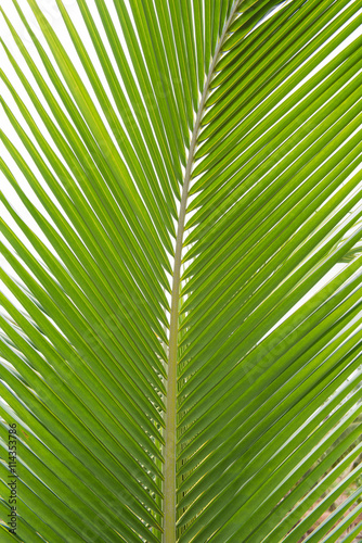Bright Green palm tree leaf texture use for background