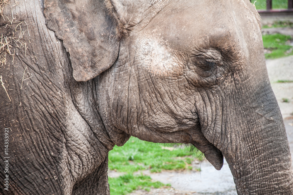 Fototapeta premium Elephant