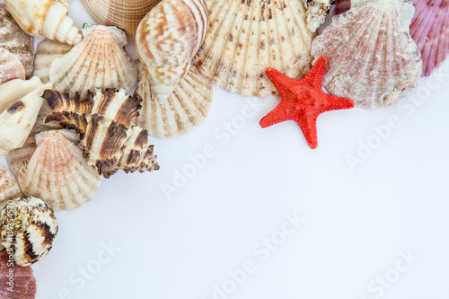 shells and starfish on white paper mix