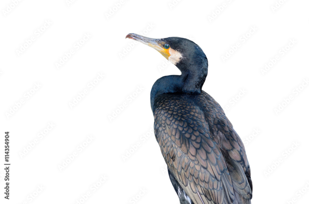 Fototapeta premium Cormorant on white background Great Cormorant / Phalacrocorax carbo