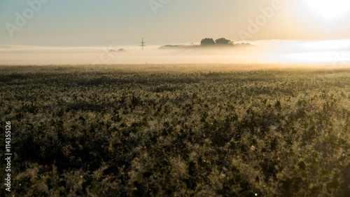 Morgennebel über Feld