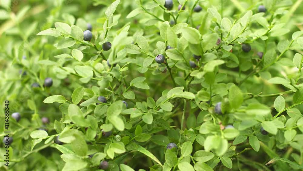 Video 3840x2160 - Small, round leaves of a wild blueberry bush, fluttering in a soft breeze, loaded with sweet, ripe, very edible berries.