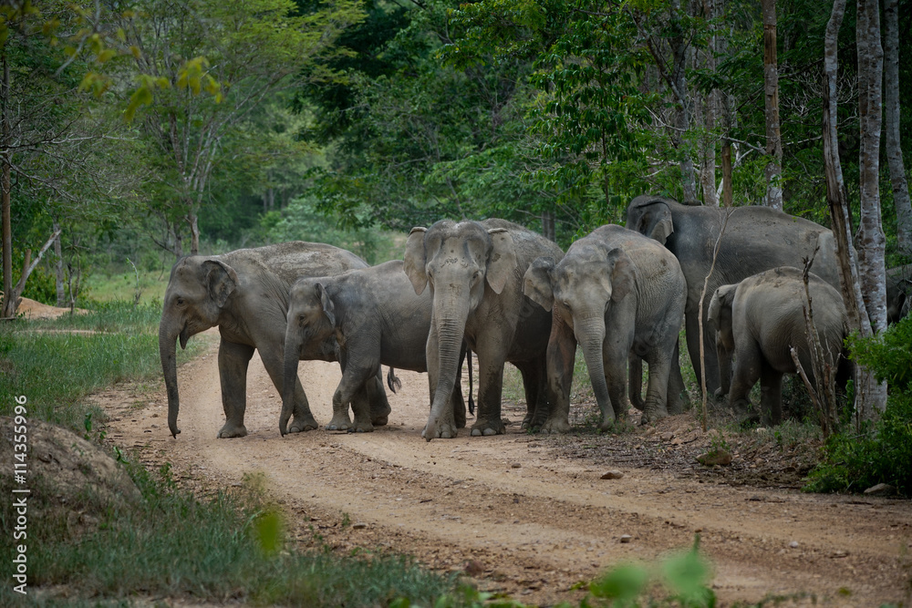 group of wild elephants