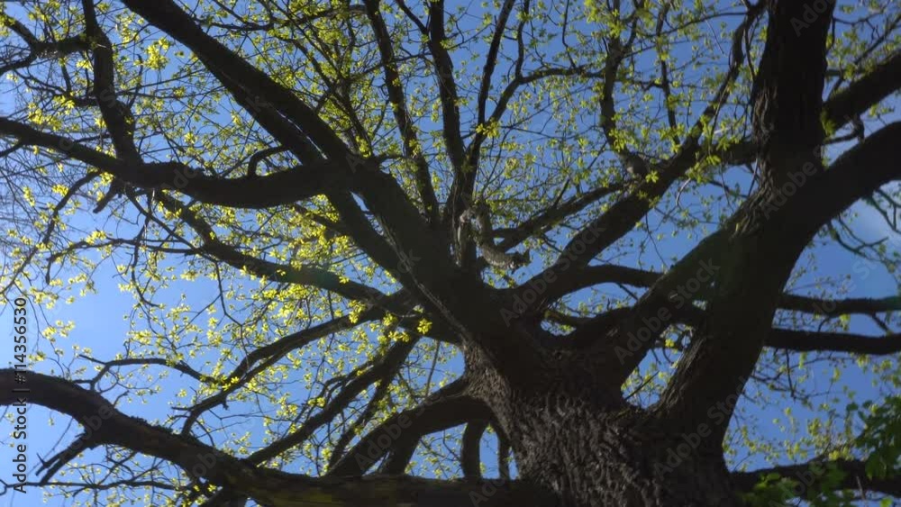 Crohn's Oak With Young Leaves Against the Sky and Sun View Crohn's Oak With Young Leaves Against the Sky and Sun View