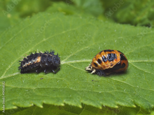 closeup of pupa and larvae of ladybug photo