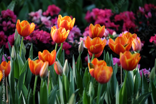 Red tulip blooming in the garden
