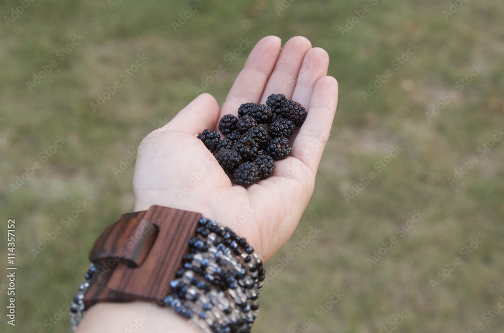 Wild blackberries in the hand Wild blackberries in the hand