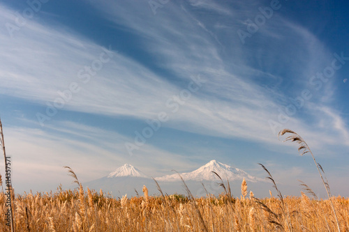 Εκτύπωση καμβά Golden field of reeds in front of Mount of Ararat under the feat