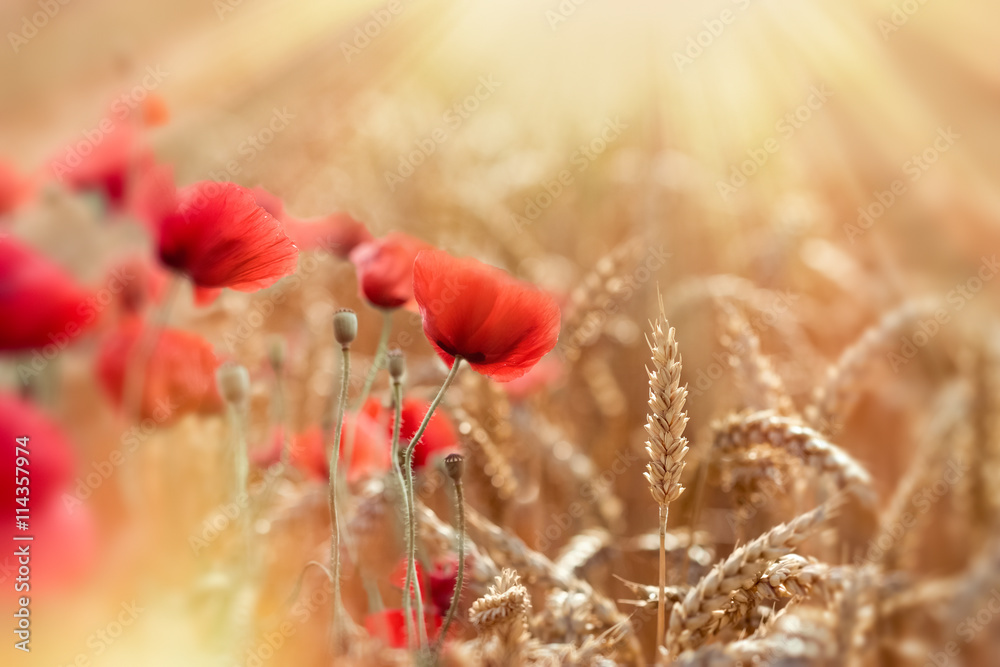 Fototapeta premium Wheat field and red poppy flowers lit by sun rays - beautiful nature