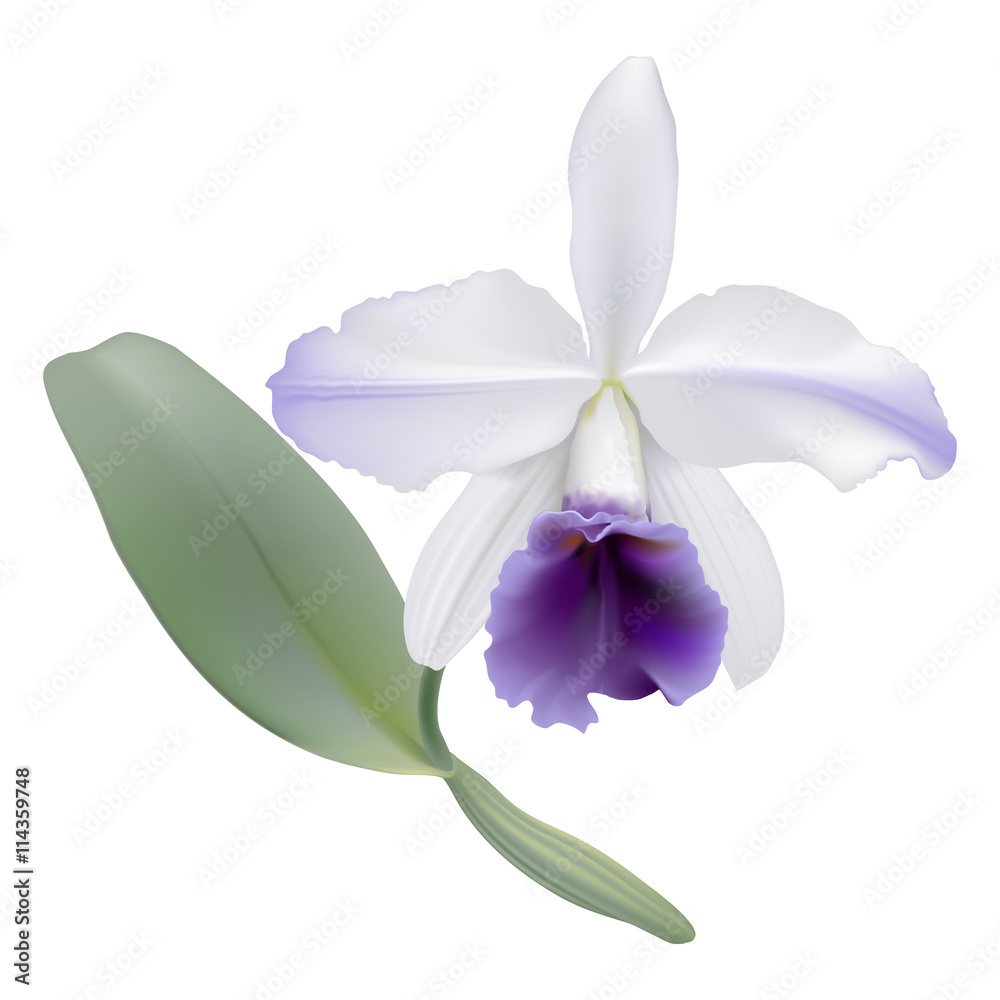 Naklejka premium Orchid - Lc. Gaskell-pumila 