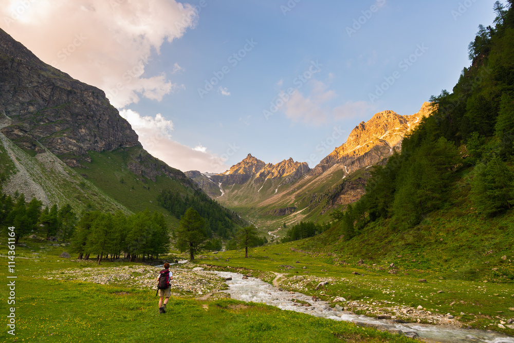 Backpacker hiking on the Alps. Stream flowing through blooming meadow and green woodland set amid high altitude mountain range at sunsets. Valle d'Aosta, Italy.