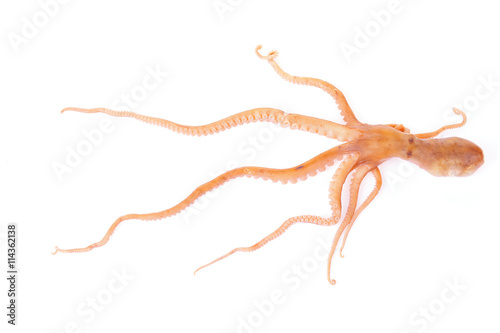 Octopus on a white background