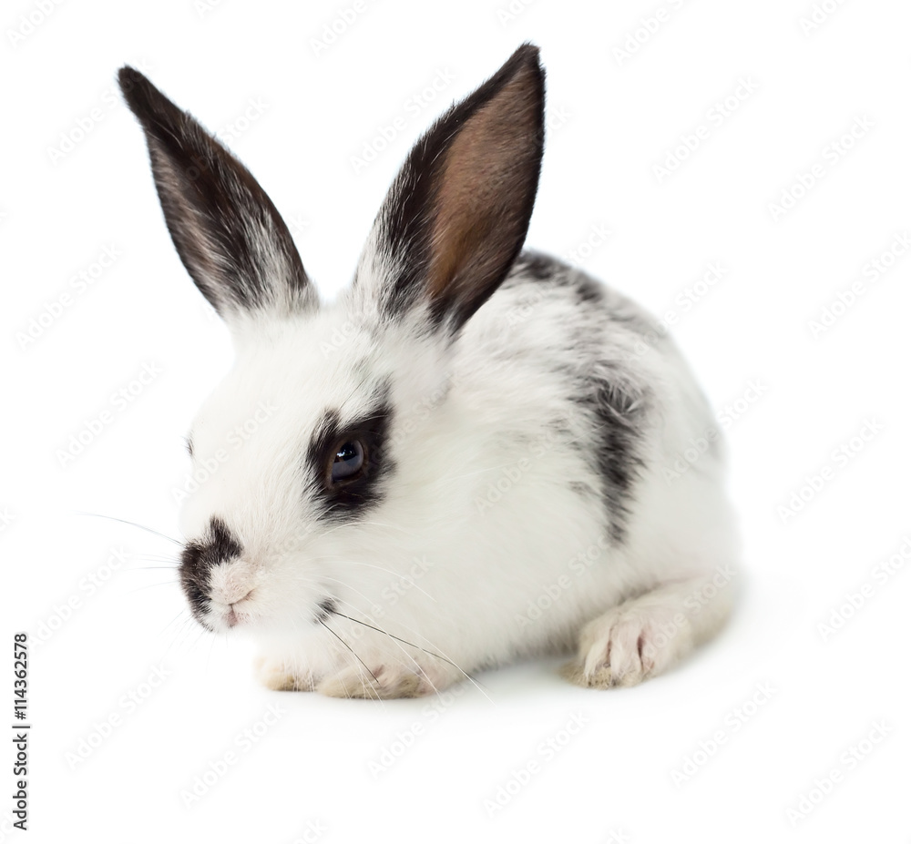 Rabbit Rabbit