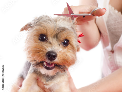 Closeup cute Yorkshire grooming , woman holding scissors above dogs head