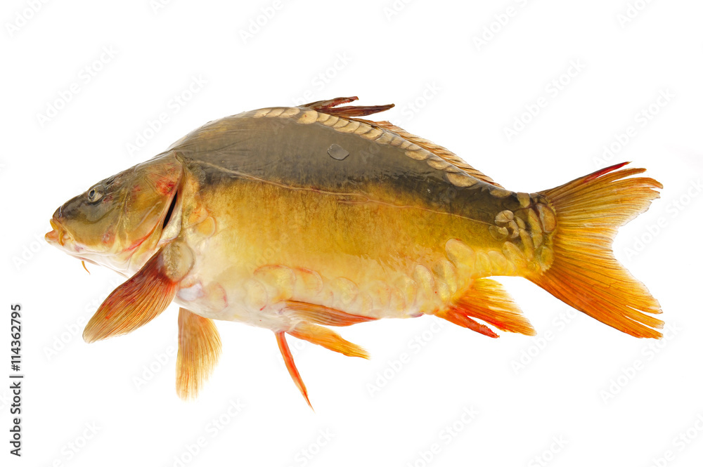 Isolated in the white background of fish Isolated in the white background of fish