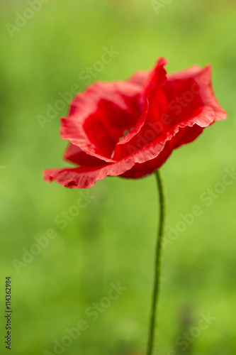 Red Poppy Flower in the green background