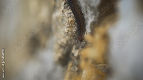 Abomination and fear of insects. millipede crawling on a stone,