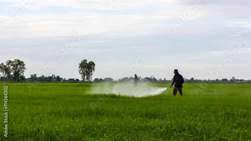 Farmers spraying rice fields.