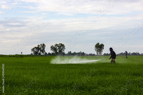 Farmers spraying rice fields. © kaentian