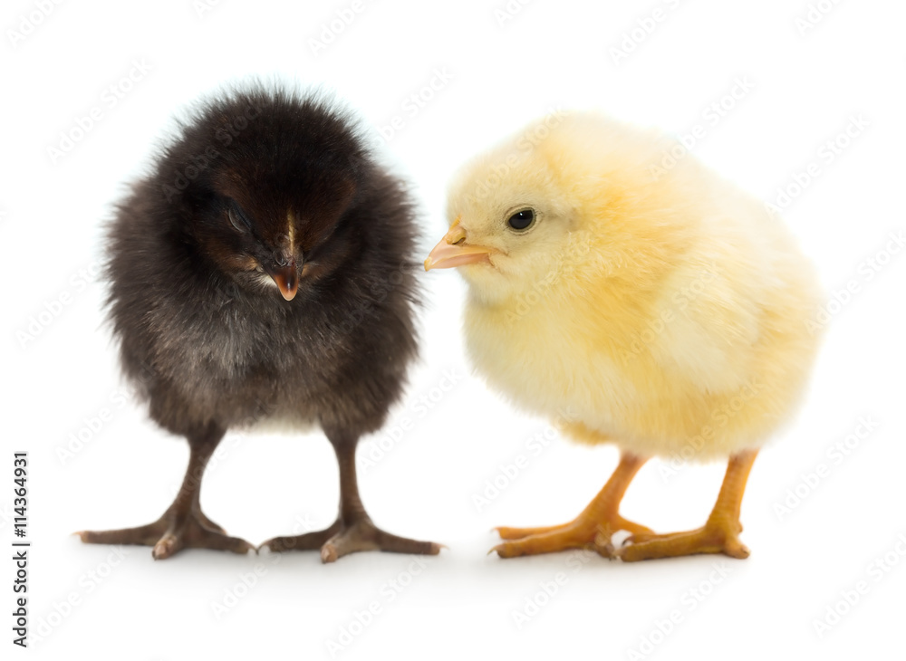 Obraz premium Two little chickens