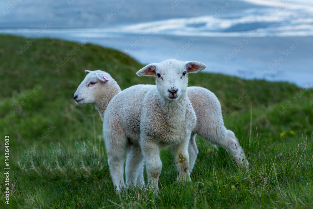 Two cute lambs on the green grass, Norway Two cute lambs on the green grass, Norway