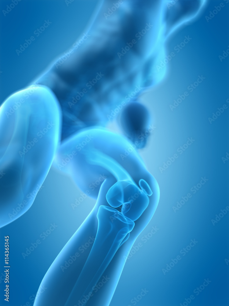 medically accurate 3d illustration of the humann knee medically accurate 3d illustration of the humann knee