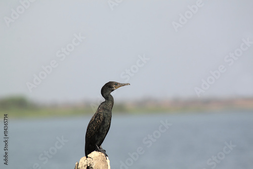 Indian Cormorant resting on rock at erai dam photo