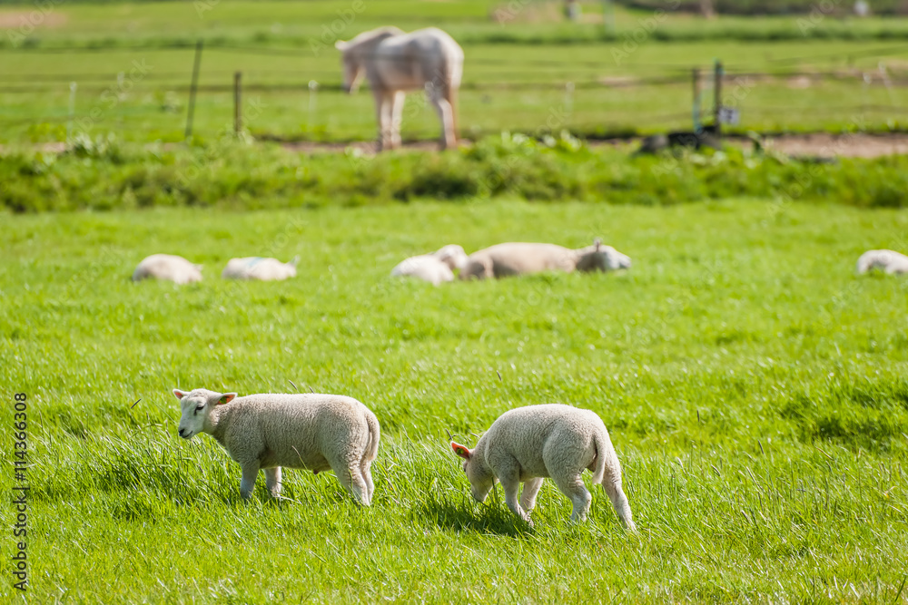Obraz premium Sheeps and Lambs on Green Pasture