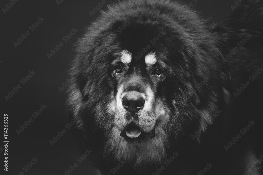 Fototapeta premium Beautiful big Tibetan mastiff dog