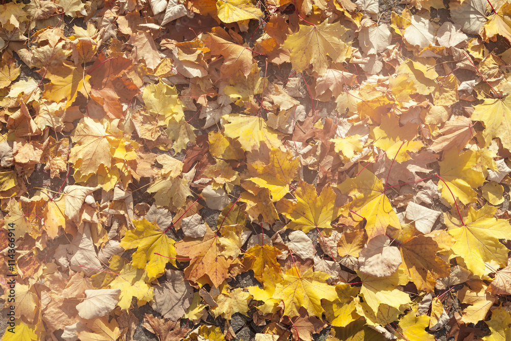 Herbstblätter Hintergrund