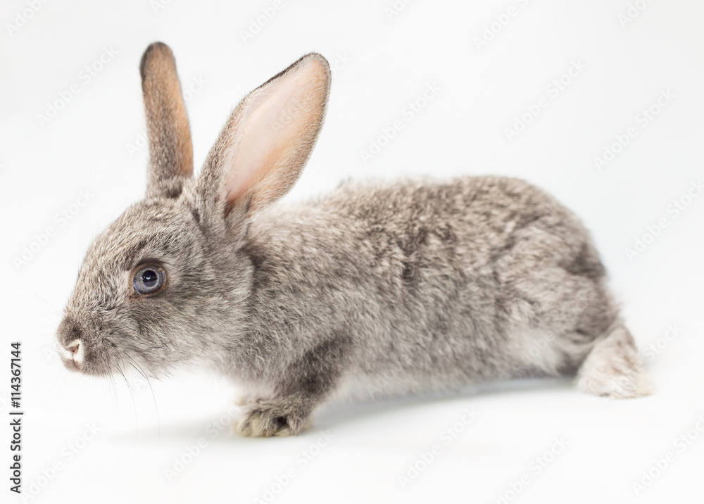 Obraz premium Rabbit