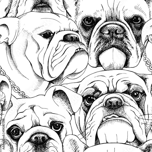 Seamless pattern with the image of a bulldog portraits. Vector black and white illustration. photo