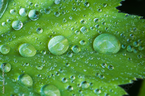 Green leaf with rain drops