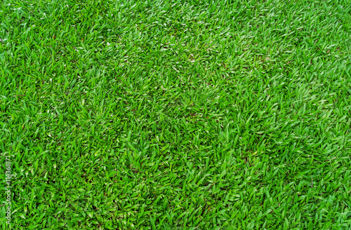 Green grass texture background for soccer sport or football sport.