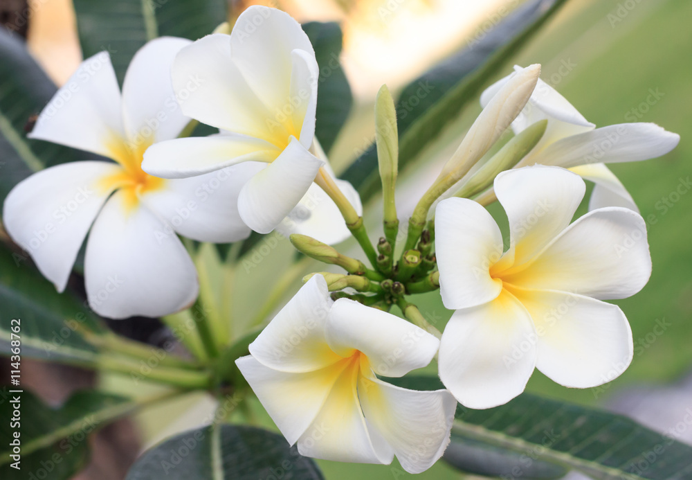 Tropical flowers the beautiful Tropical flowers the beautiful