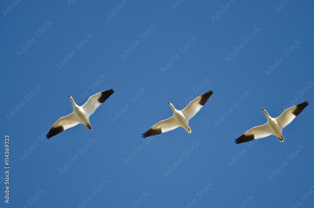 Three Snow Geese Flying in a Blue Sky Three Snow Geese Flying in a Blue Sky