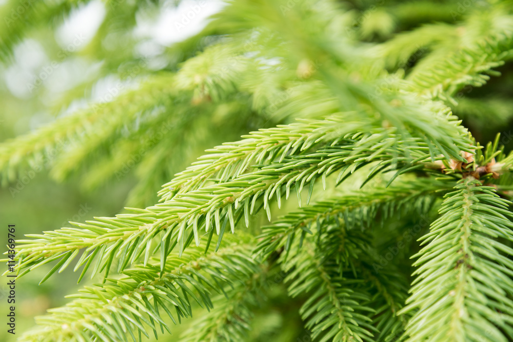 Fir twig. Fir twig.