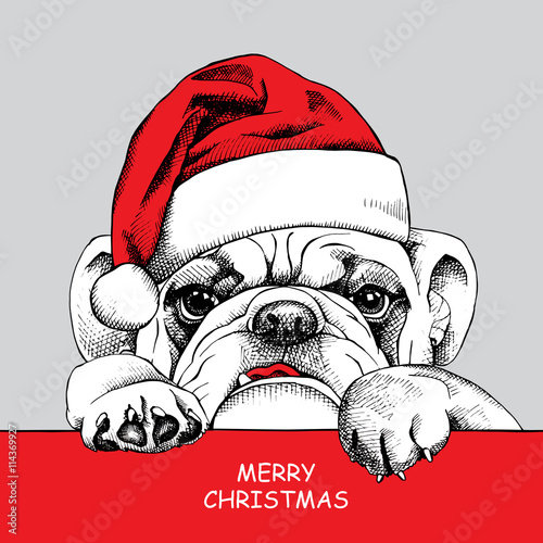 The poster of portrait bulldog in the santas hat. Vector illustration.