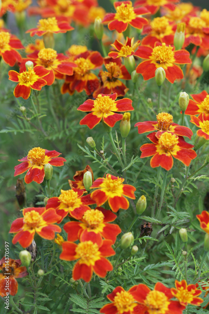Blooming Red and Yellow Marigolds (Tagetes) flowerbed